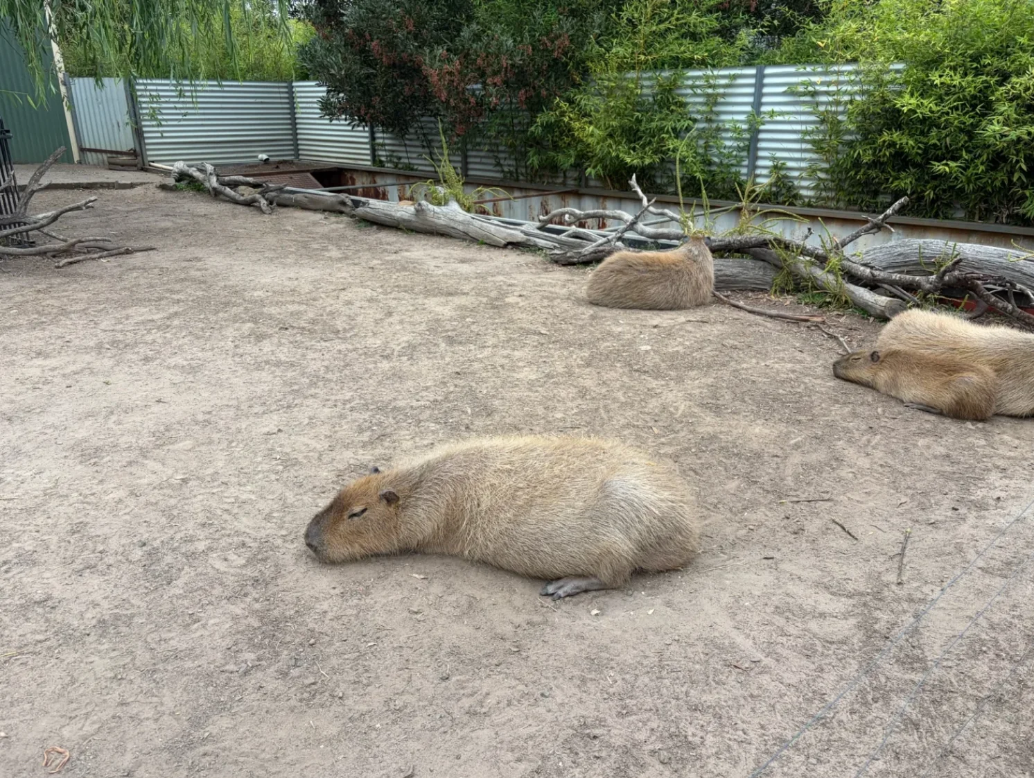 🇦🇺在塔斯馬尼亞抱到袋熊🐻啦！！！