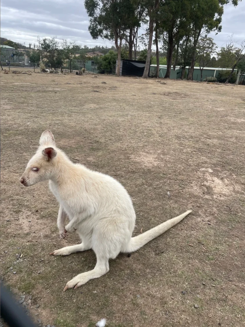 🇦🇺在塔斯馬尼亞抱到袋熊🐻啦！！！