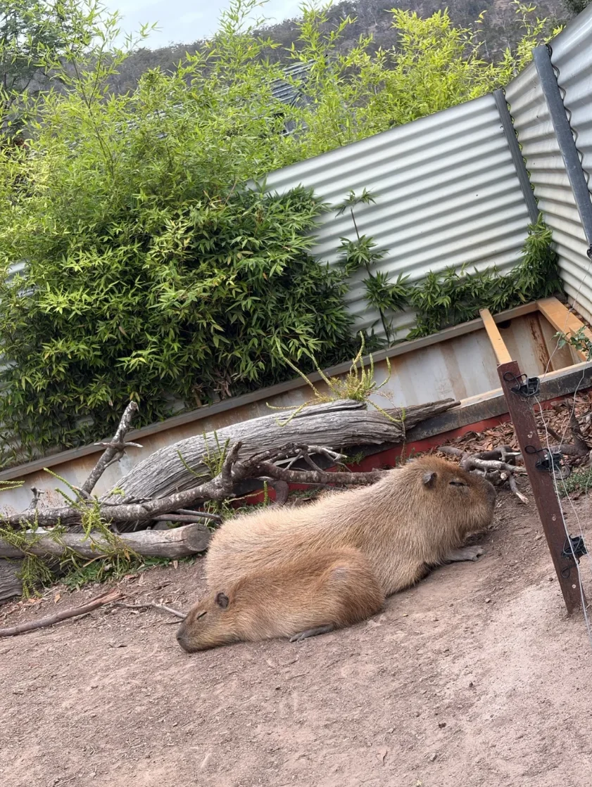 🇦🇺在塔斯馬尼亞抱到袋熊🐻啦！！！