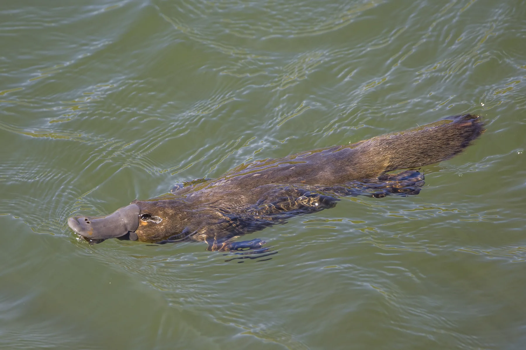 Platypus House