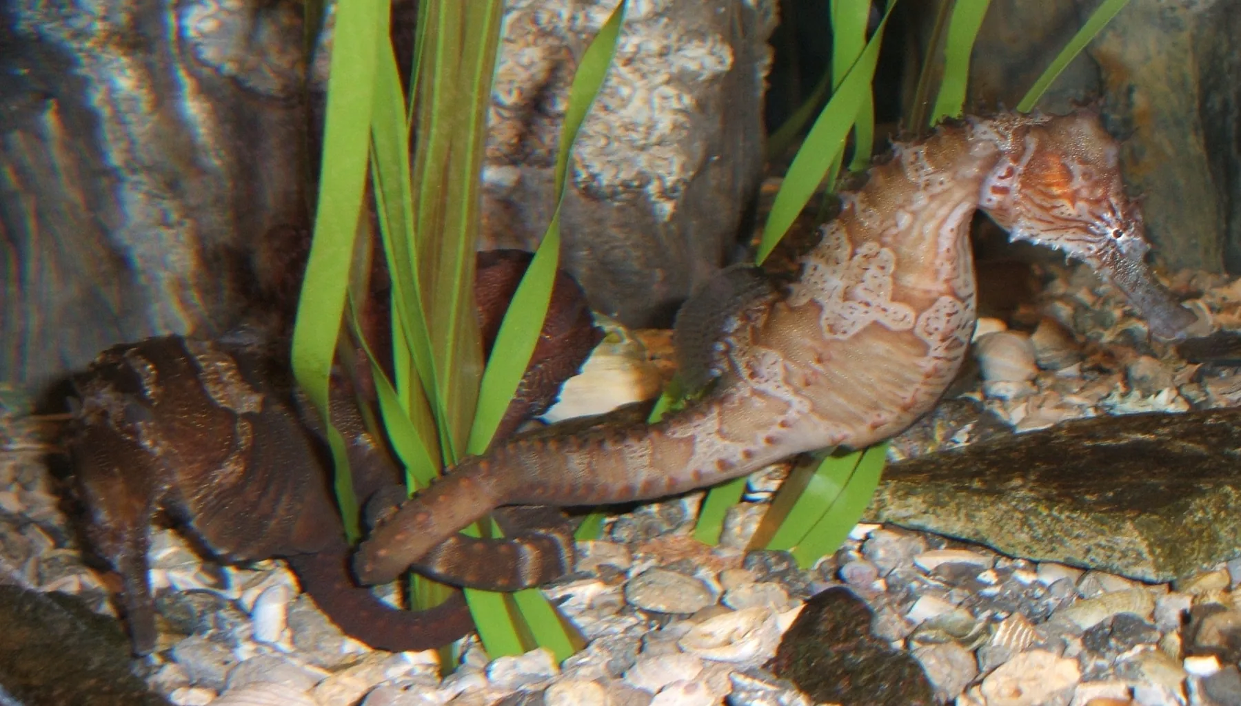 Seahorse World