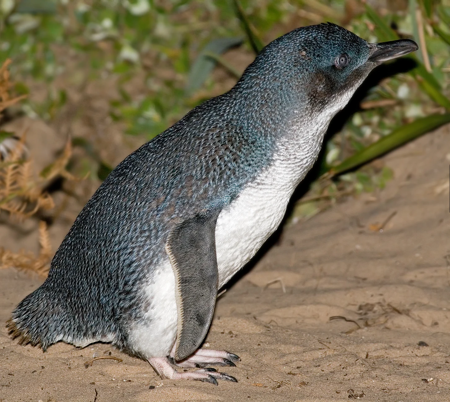Bicheno Penguin Tours