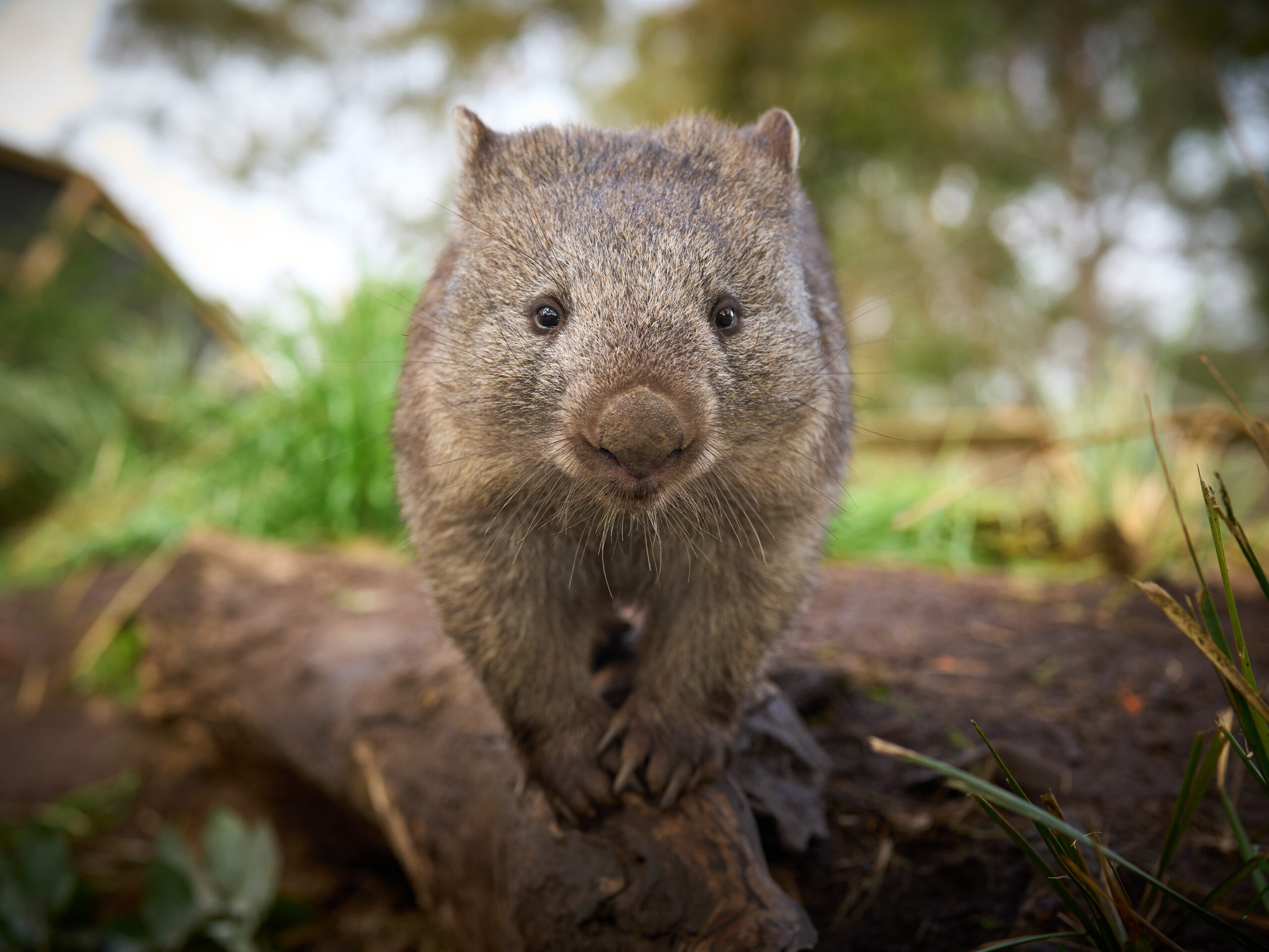 Bonorong Wildlife Sanctuary