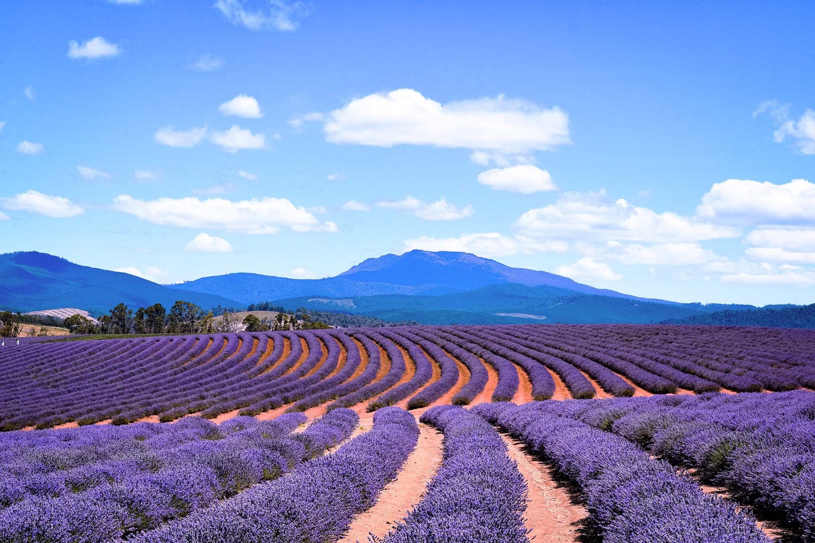 Bridestowe Lavender Estate